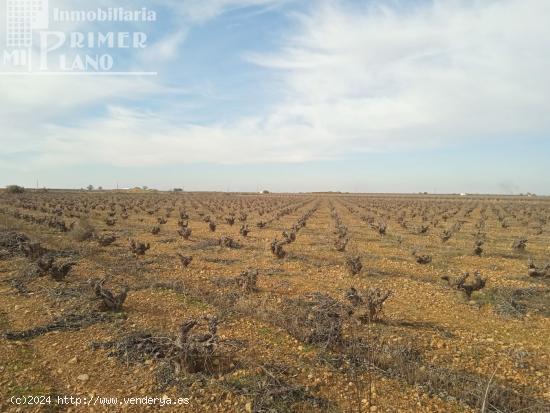 Se venden 7,4 hectareas de viña airen de regadio con pozo de aguas privadas - CIUDAD REAL