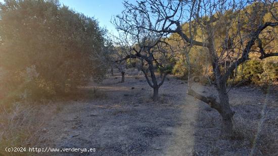 Finca rustica de 24.200 m2 con agua de mina + balsa - TARRAGONA