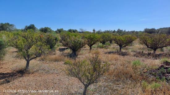 Finca de olivos - TARRAGONA