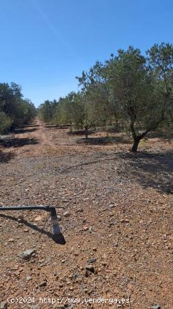 Finca de olivos - TARRAGONA