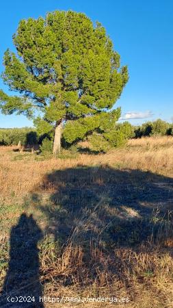 Finca rústica en Reus - TARRAGONA