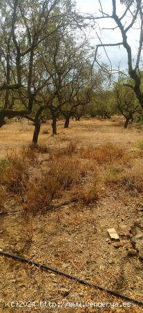 Finca con Molino, pozo y balsa - TARRAGONA