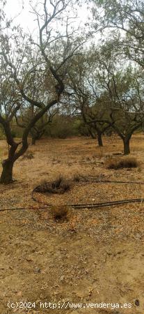 Finca con Molino, pozo y balsa - TARRAGONA