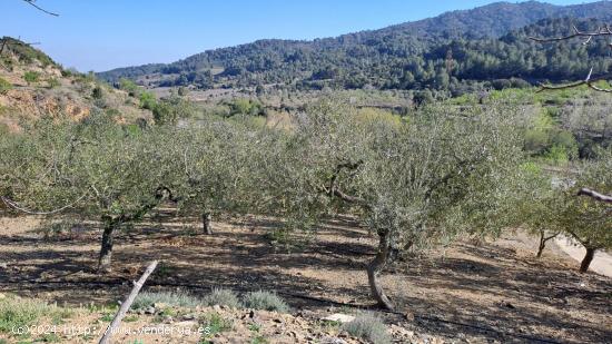 Finca con olivos y almendros - TARRAGONA