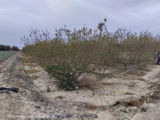  Terreno de Regadío - Lébor, Totana - MURCIA 