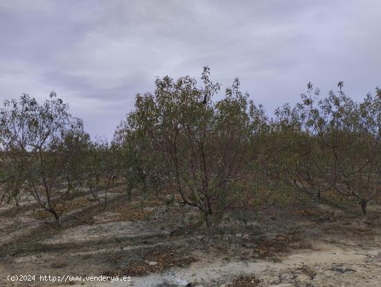 Terreno de Regadío - Lébor, Totana - MURCIA