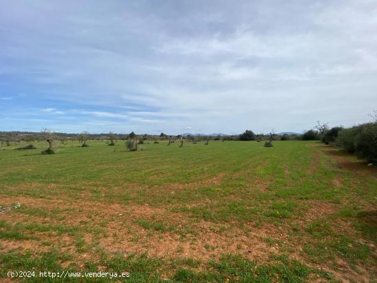 SOLAR RUSTICO EDIFICABLE EN CAMPOS - BALEARES