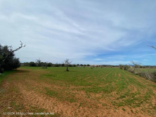 SOLAR RUSTICO EDIFICABLE EN CAMPOS - BALEARES