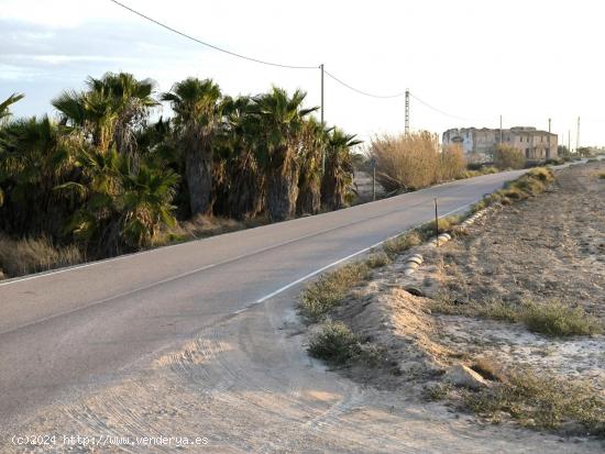 Finca Rustica en la Pedania de Marina (El Molar) Elche- Alicante - ALICANTE