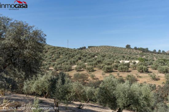  FINCA DE OLIVOS EN ALBOLOTE - GRANADA 