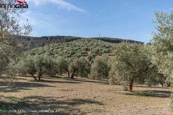 FINCA DE OLIVOS EN ALBOLOTE - GRANADA