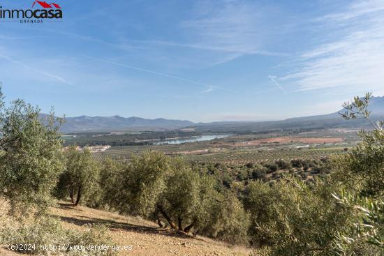 FINCA DE OLIVOS EN ALBOLOTE - GRANADA