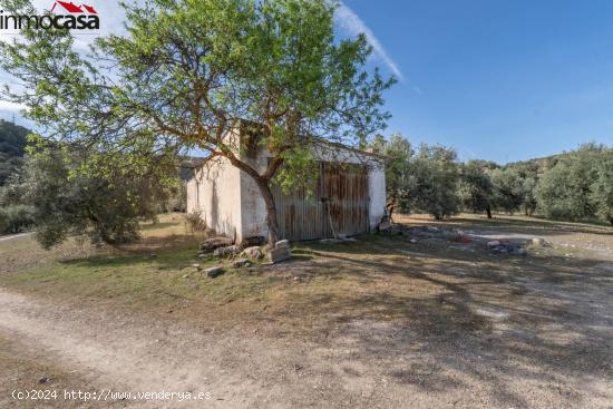 FINCA DE OLIVOS EN ALBOLOTE - GRANADA