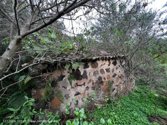 FINCA RÚSTICA EN LA CUEVA DEL VIENTO ICOD DE LOS VINOS - SANTA CRUZ DE TENERIFE