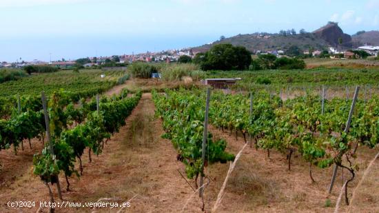 PARCELA AGRICOLA EN TACORONTE - SANTA CRUZ DE TENERIFE