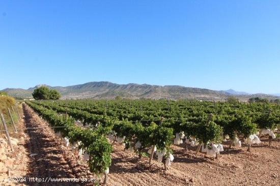 ESTUPENDA PARCELA N LA ROMANA (ALICANTE) - ALICANTE