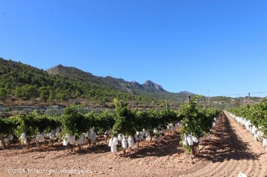 PARCELA EN LA ROMANA (ALICANTE) - ALICANTE