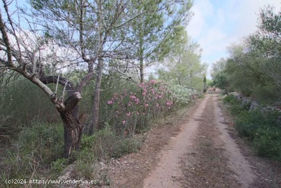  Finca rústica con pequeña caseta - BALEARES 