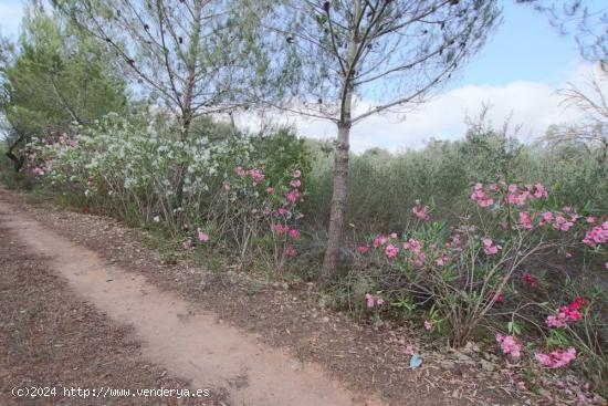 Finca rústica con pequeña caseta - BALEARES