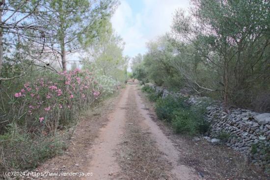 Finca rústica con pequeña caseta - BALEARES