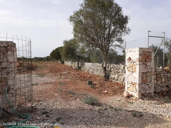  Finca rústica edificable - BALEARES 