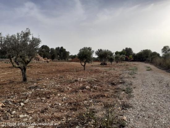 Finca rústica edificable - BALEARES