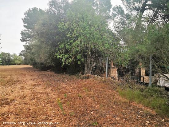 Finca rústica edificable en Cas Concos - BALEARES