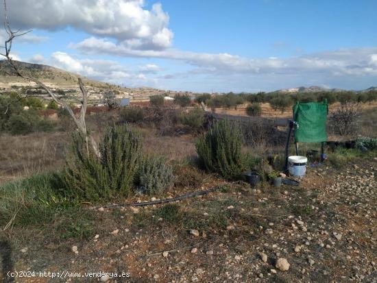 Se Vende Tierra Rústica en La Romana - Novelda (Alicante) - ALICANTE