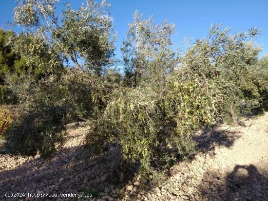 ¡¡¡OPORTUNIDAD!!! PARCELA CON PROYECTO Y LICENCIA DE OBRA - ALICANTE