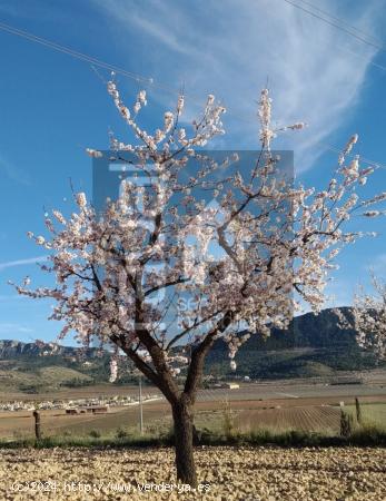 Parcela Hondón de las Nieves de 10.802 mts útiles. - ALICANTE