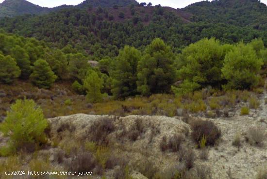 VENTA FINCA EN EL PUNTARRON - MURCIA