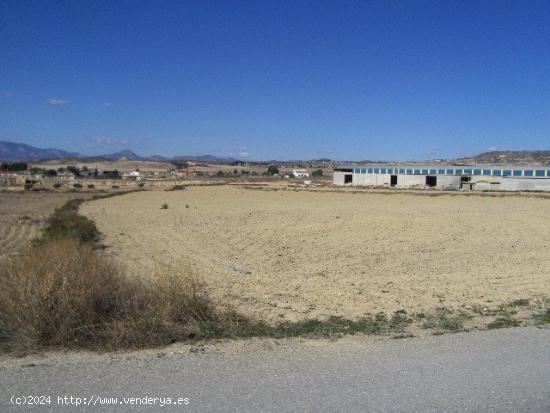 FINCA RÚSTICA EN DIPUTACIÓN DE RÍO - MURCIA