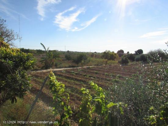  Parcela en el campico de Guardamar - ALICANTE 