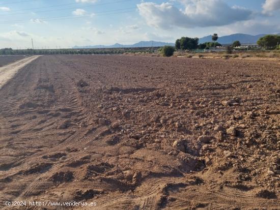 Terreno agrícola de 8.000 m2 en Crevillente - ALICANTE