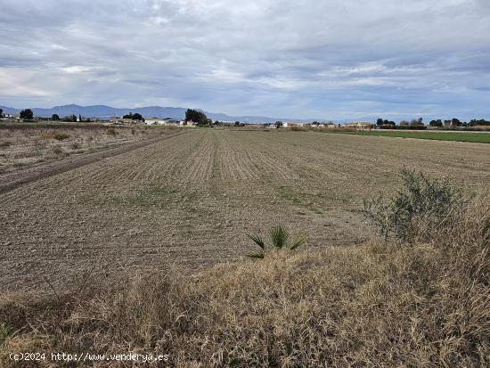  parcela rústica  de 13.000 m2 en Dolores - ALICANTE 