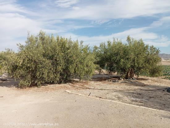 CASA DOBLE CON TERRENO A 15 MINUTOS DE LORCA Y PUERTO LUMBRERAS - MURCIA