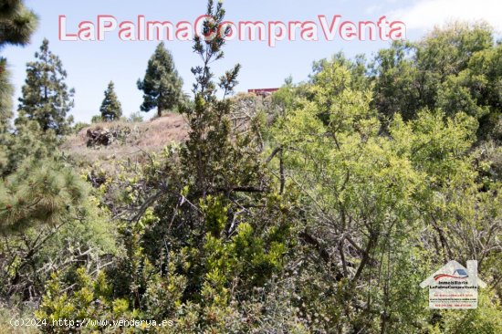 Suelo rústico en Venta en Puntagorda Santa Cruz de Tenerife