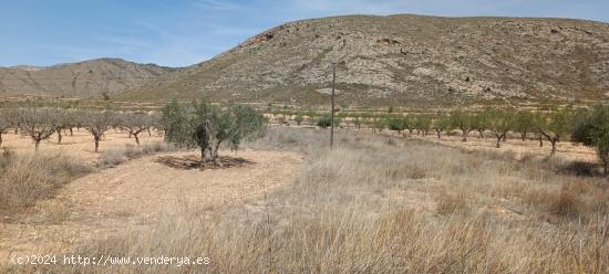  Parcela en Barbarroja - ALICANTE 