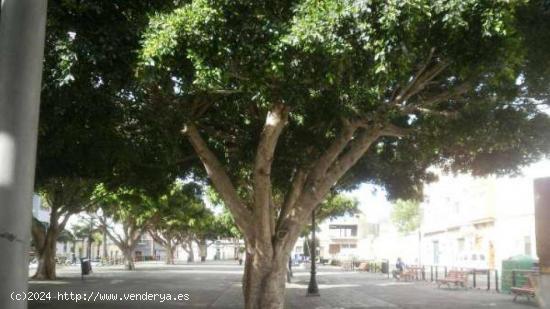  Local en el Centro de Telde. Calle Guadarteme. Junto al Parque Franchy y Roca - LAS PALMAS 