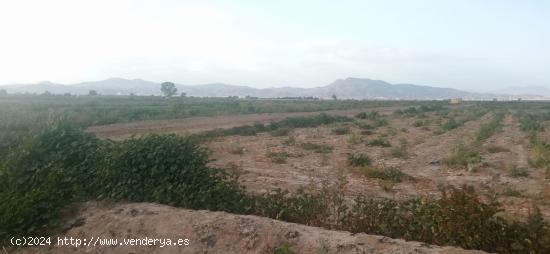 Terreno de regadío, LOS ABADES - MURCIA