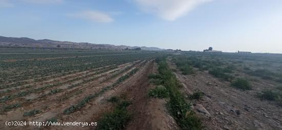 Terreno de regadío, LOS ABADES - MURCIA