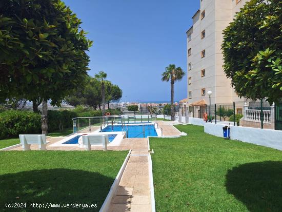  ALQ7359 Apartamento de 1 dormitorio en Torrevieja - ALICANTE 