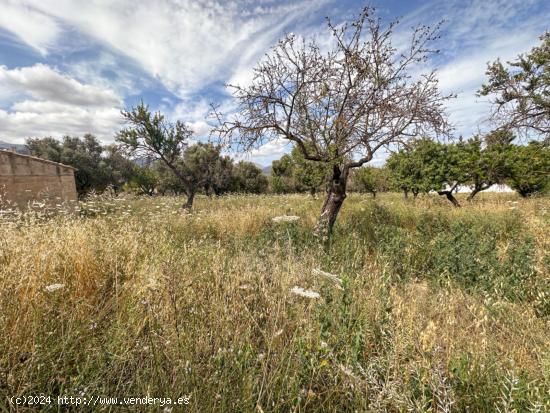  FINCA RÚSTICA EN SELVA - BALEARES 