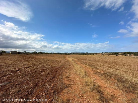  FINCA RÚSTICA EN CAN PICAFORT - BALEARES 