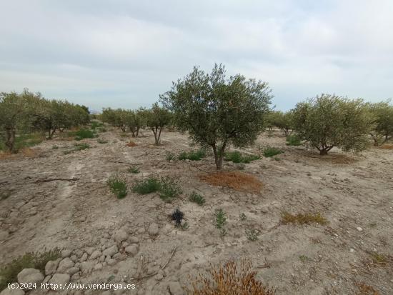 PARCELA CON LICENCIA Y PROYECTO JUNTO A LA ESTACION DE PUERTO LUMBRERAS - MURCIA