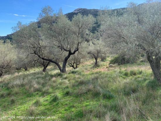 FINCA RUSTICA ALFARA DE CARLES (TARRAGONA) - TARRAGONA