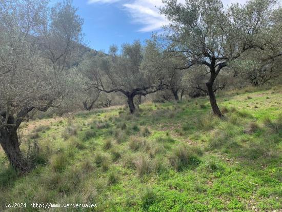 FINCA RUSTICA ALFARA DE CARLES (TARRAGONA) - TARRAGONA