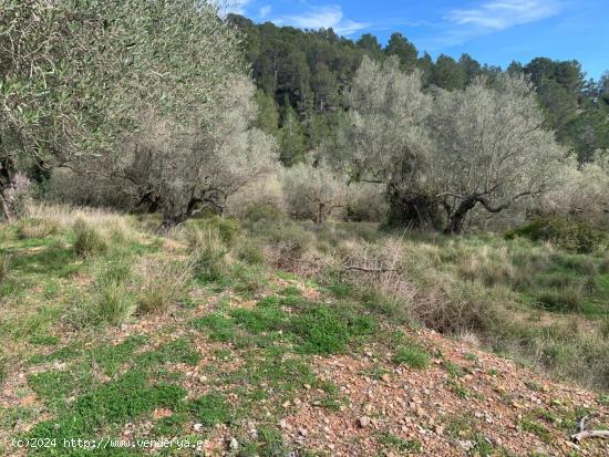 FINCA RUSTICA ALFARA DE CARLES (TARRAGONA) - TARRAGONA