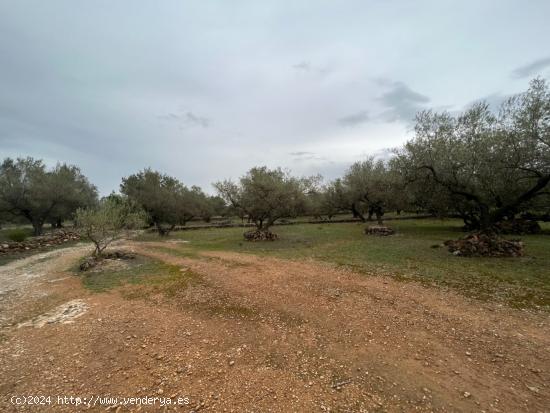 FINCA RÚSTICA CON CASA - TARRAGONA