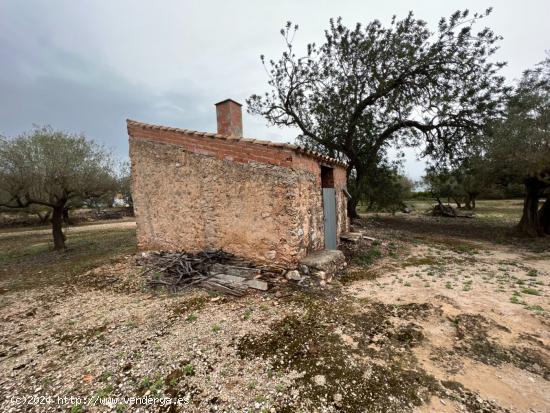 FINCA RÚSTICA EN ROQUETES. - TARRAGONA